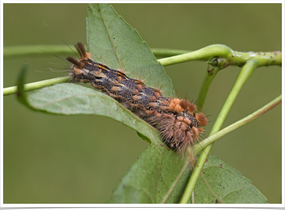 Acronicta impleta
Yellow-haired Dagger
Perry County, Alabama